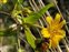 Flowering plants excl. Grasses, sedges and rushes., Guizotia abyssinica