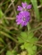 Purple flowers, Geranium pyrenaicum