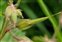 Fruit, Geranium pratense