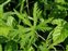Leaf, Geranium pratense