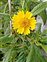 Flowering plants excl. Grasses, sedges and rushes., Guizotia abyssinica