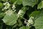 White flowers, Galium album