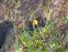 Fruit, Glaucium flavum