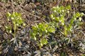 Helleborus foetidus