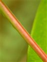 Hypericum hircinum