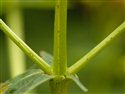 Hypericum x desetangsii