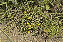 Hypericum humifusum