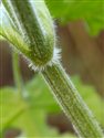 Heracleum sphondylium