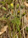 Hieracium maculatum