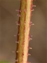 Humulus lupulus