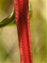 Hypericum tetrapterum