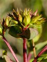 Hypericum tetrapterum