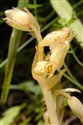 Hypopitys monotropa