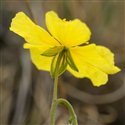 Helianthemum nummularium