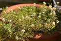 Hornungia alpina