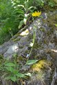 Hieracium subminutidens