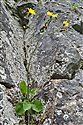 Hieracium asteridiophyllum