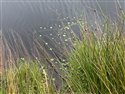 Marsh Pennywort