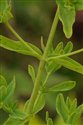 Hypericum perforatum