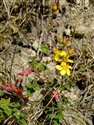 Hypericum pulchrum