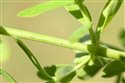 Hypericum maculatum