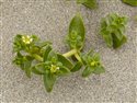 Honckenya peploides