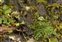 Plant, Hornungia petraea