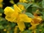 Yellow flowers, Hypericum