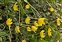 Inflorescence, Hieracium sect. Hieracioides