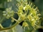 The Ivy family, Araliaceae, Hedera hibernica