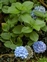 Blue flowers, Hydrangea macrophylla