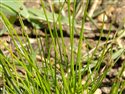 Isolepis setacea