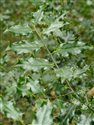 Ilex aquifolium
