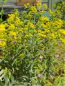 Isatis tinctoria