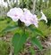 Flowering plants excl. Grasses, sedges and rushes., Ipomoea carnea