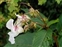 The Balsam family, Balsaminaceae, Impatiens glandulifera