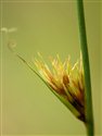 Juncus inflexus