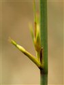 Juncus inflexus