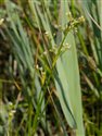 Juncus subnodulosus