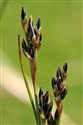 Juncus squarrosus