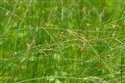 Juncus inflexus