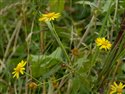 Jacobaea aquatica
