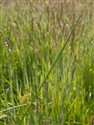 Juncus effusus