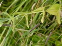 Lathyrus aphaca