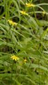 Lapsana communis