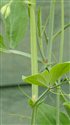 Lathyrus odoratus