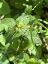 Lamiastrum galeobdolon