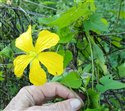 Luffa acutangula