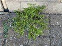 Lesser Swine-cress