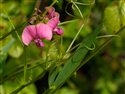 Lathyrus sylvestris